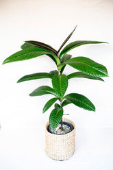 Syzygium verstegii aff.